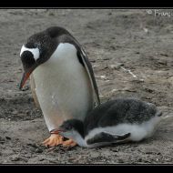 IMG 4704