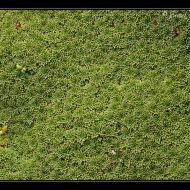 IMG 4794