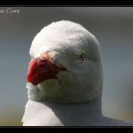 IMG 5134