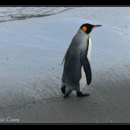 IMG 6209
