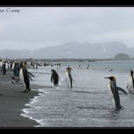 IMG 6231