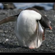 IMG 6590