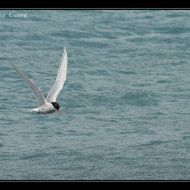 IMG 7484