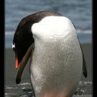 IMG 7526