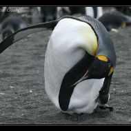 IMG 7537