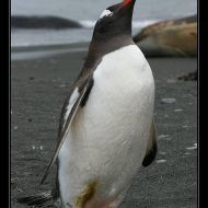 IMG 7601