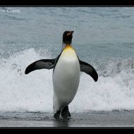 IMG 7602
