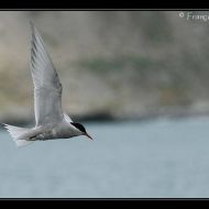 IMG 7620