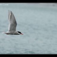 IMG 7631