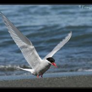 IMG 7731