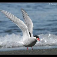 IMG 7733