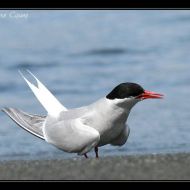 IMG 7735