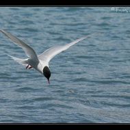 IMG 7774