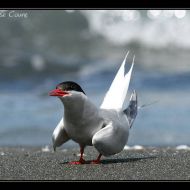 IMG 7781
