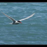 IMG 7831