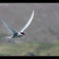 IMG 7833