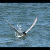 IMG 7916