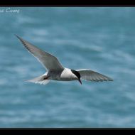 IMG 7917