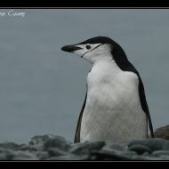 IMG 8584