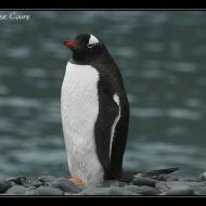 IMG 8586
