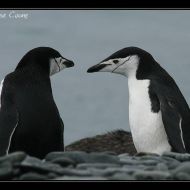 IMG 8588