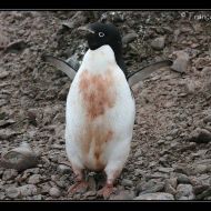 IMG 9162