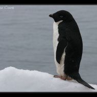 IMG 9181