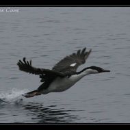 IMG 9309