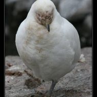 IMG 9378