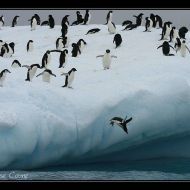 IMG 9419