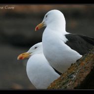 IMG 9582