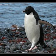 IMG 9594