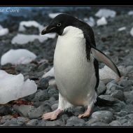 IMG 9602