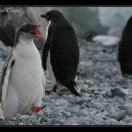 IMG 9662