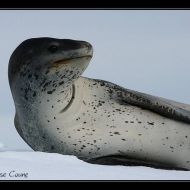 IMG 0362