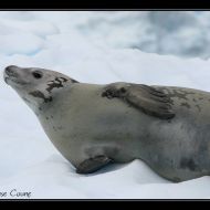 IMG 0479