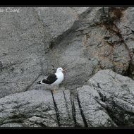 IMG 0538