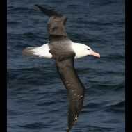 IMG 9737