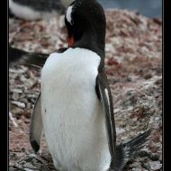IMG 93801