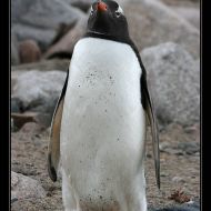 IMG 9491