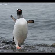 IMG 9519