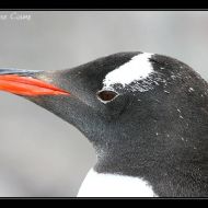 IMG 9528