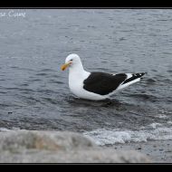 IMG 9565