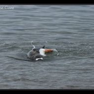 IMG 9568