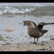 IMG 9593