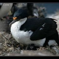 IMG 4526