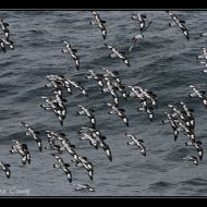 IMG 9890