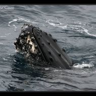 IMG 0039