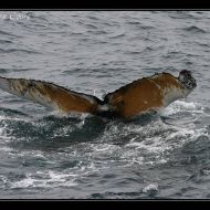 IMG 0053