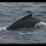 IMG 9950